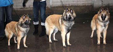 Kitty-Gaily.Knight-Special.8.2.2009-8kk2vk.Kitty.Torros.1.jpg (80141 bytes)