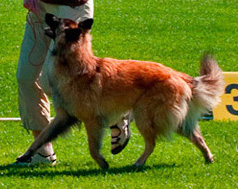 Lady-Baila 17.07.2010 - 11 kk. Nappi.jpg (58196 bytes)