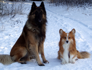 Lucifer-Baila 28.11.2010- 1v4kk.Roxy.Corgi.AR.jpg (171818 bytes)