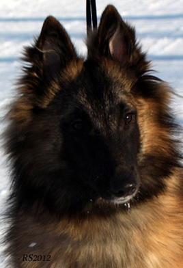 Madly-Just 05.02.2012 - 8kk3vk. Onerva.head4.jpg (198193 bytes)