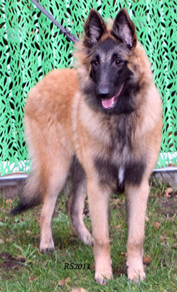 Midas-Knight 13.11.2011-5kk3vk. Midas.1.jpg (162147 bytes)