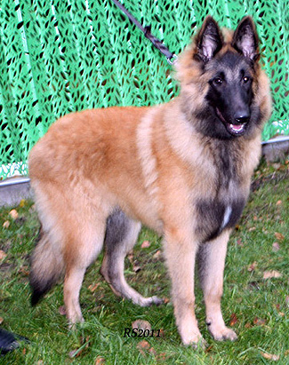 Midas-Knight 13.11.2011-5kk3vk. Midas.2.jpg (119259 bytes)