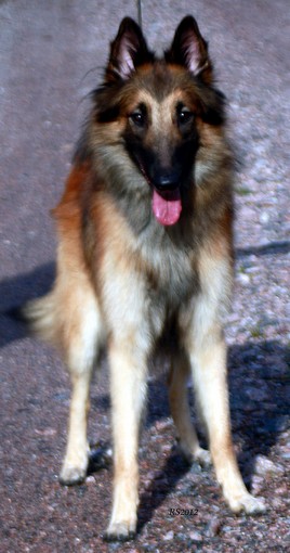 Mystic-Knight 14.10.2012 - 1v5kk. Myski.RS7.jpg (43803 bytes)